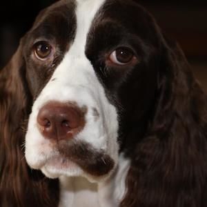 Meet your Posher, Arden